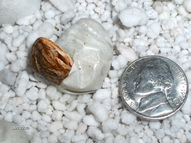 hatching 