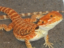 Super Red "Popeye"