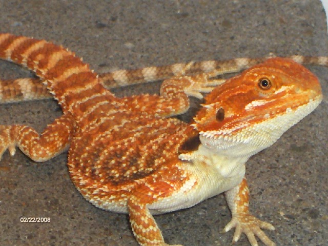 Super Red "Popeye"