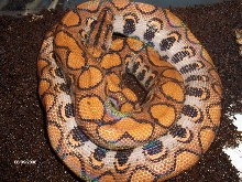 3' female Brazilian Rainbow at only 11 months old