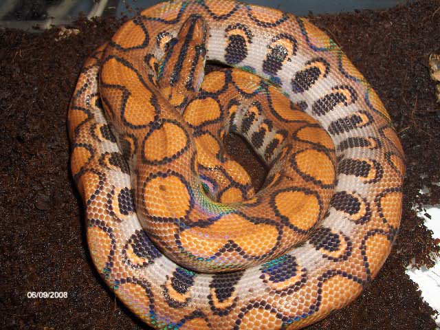 3' female Brazilian Rainbow at only 11 months old