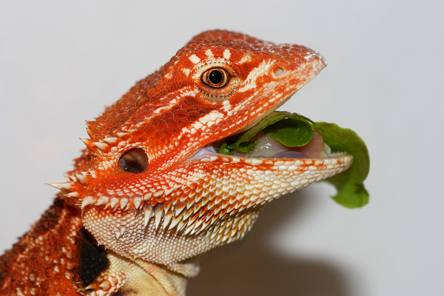 "Super Red" Rupert (one of our SOLD reds)