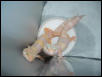 2 New Albinos