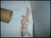 New T. Albino Female