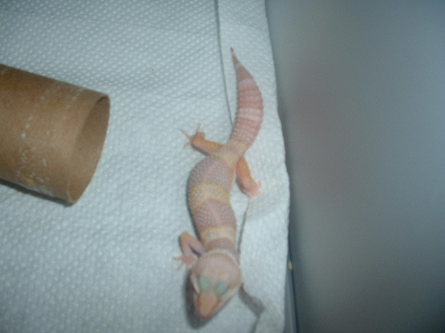 New T. Albino Female
