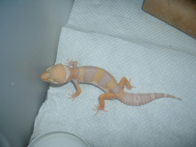 New T. Albino Male