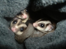 Sage, Sydney, and Marcy