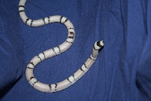 ghost female honduran