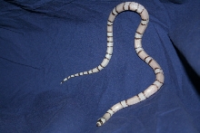 ghost male honduran