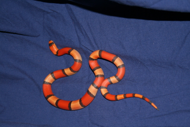 tricolor hypo honduran female