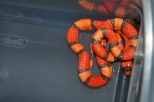 tricolor hypo honduran milksnake male