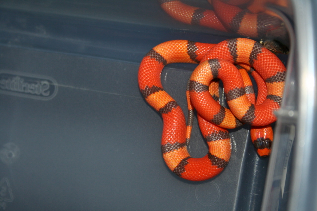 tricolor hypo honduran milksnake male