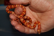 orange variable kingsnake male