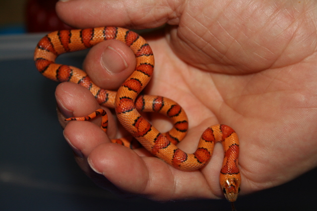 orange variable kingsnake male