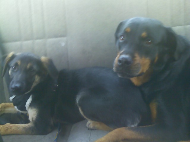 Shannon and Fraulein