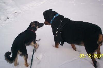 Shannon and Frau curly tail