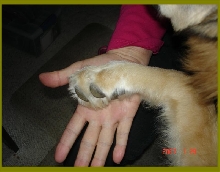 My paws bigger than your paw