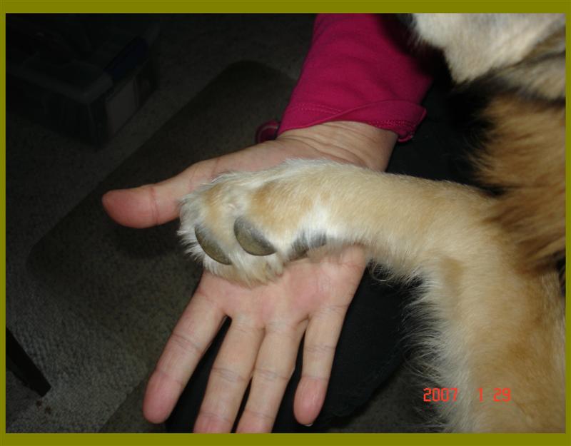My paws bigger than your paw