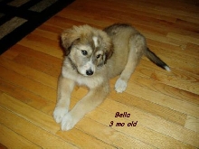 Baby Bella