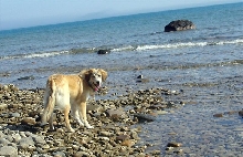 Bella at the Beach