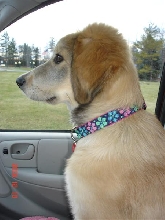 Sweet Bella