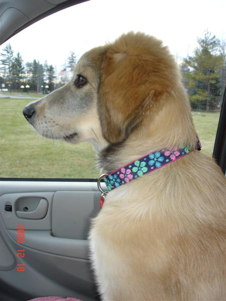 Sweet Bella