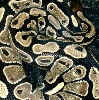 Samantha