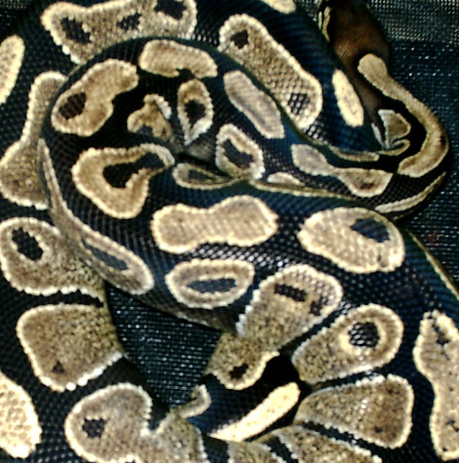 Samantha