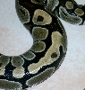 darrin