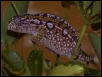 Female carpet