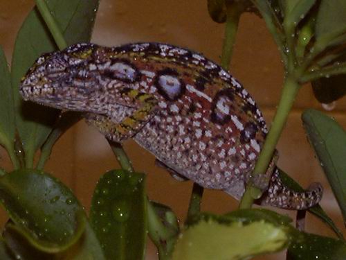 Female carpet