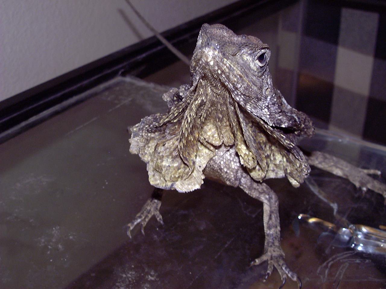 Frilled
