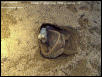 filling in nesting site