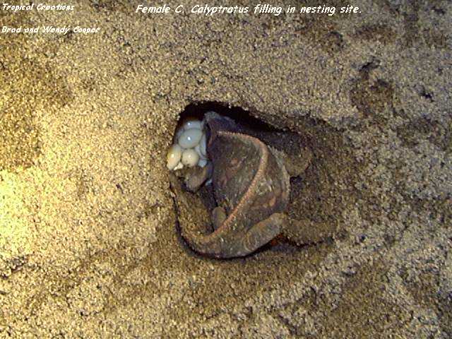 filling in nesting site