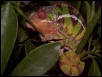 Male Diego Suarez