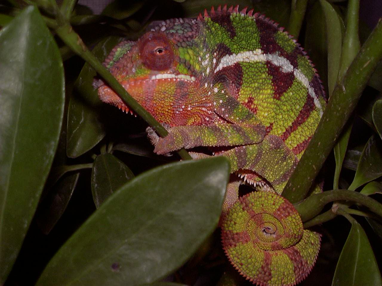Male Diego Suarez