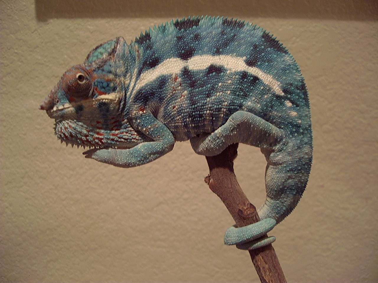 Male Tamatave