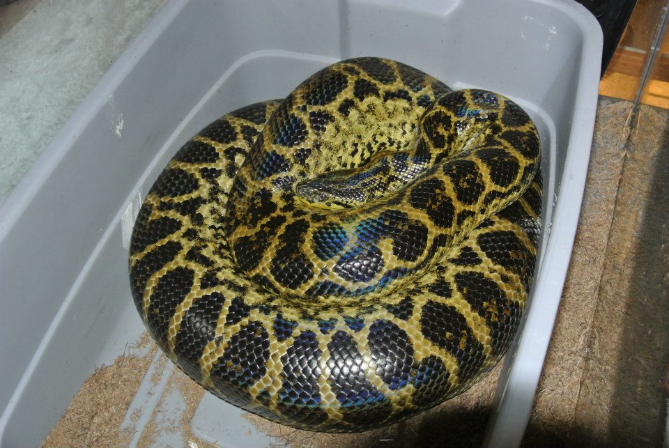 Gravid Yellow anaconda