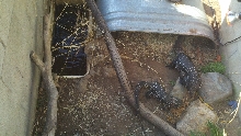 Out-door Cage