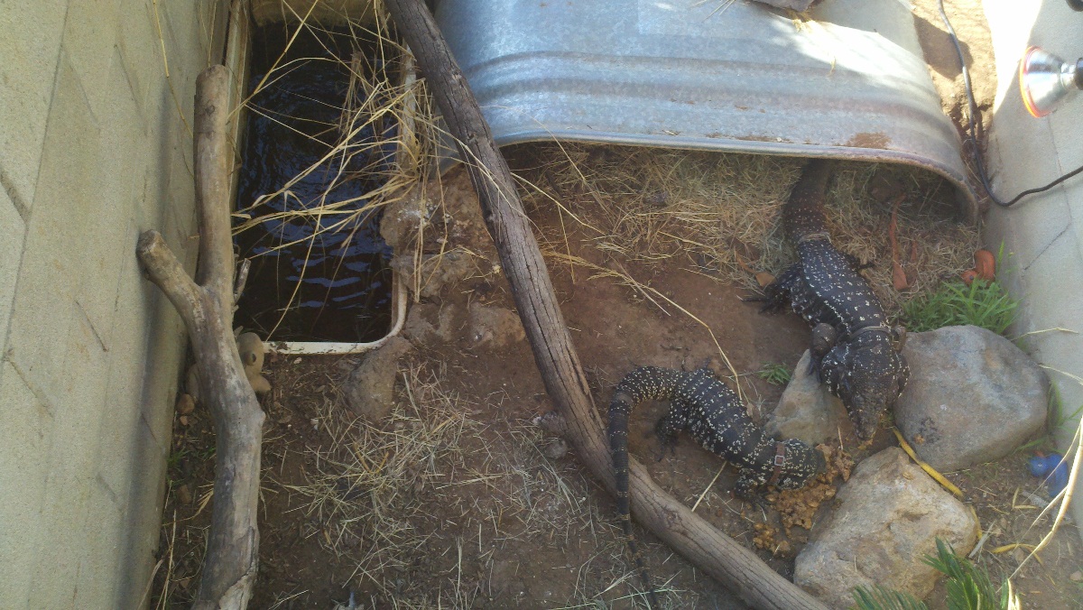 Out-door Cage