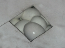 2012 First Clutch For Jungle Female