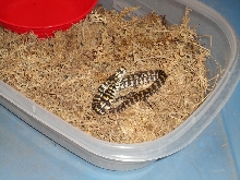 #1 (Male)