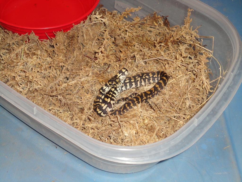 #1 (Male)