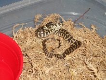 #6 (Female) 8-20-12