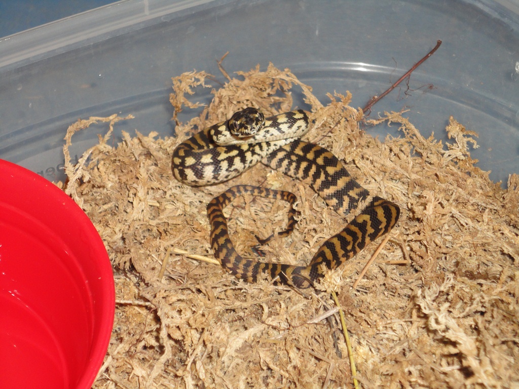 #6 (Female) 8-20-12