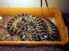 Mini, Mother Anaconda of 2011