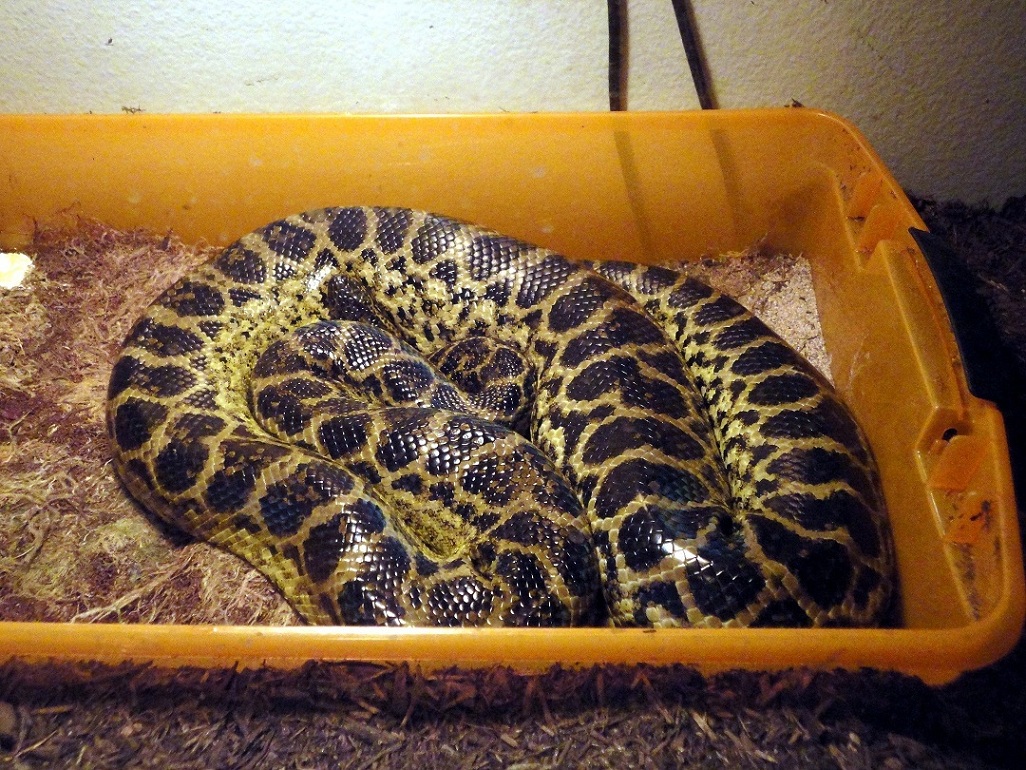 Mini, Mother Anaconda of 2011