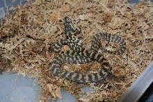 #6_After_Shed
