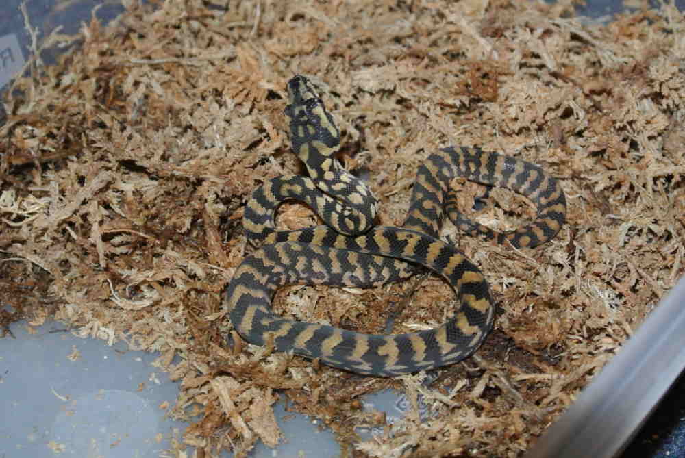 #6_After_Shed