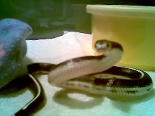 Striped California Kingsnake